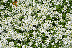Snow Princess Alyssum (Lobularia 'Snow Princess') at Lakeshore Garden Centres