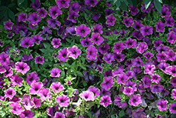 Supertunia Picasso In Purple Petunia (Petunia 'Supertunia Picasso In Purple') at Stonegate Gardens
