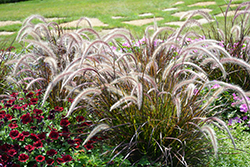Fountain Grass (Pennisetum setaceum) at Stonegate Gardens