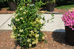 Scentsation Honeysuckle (Lonicera periclymenum 'Scentsation') at Lakeshore Garden Centres