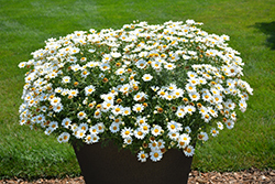 Pure White Butterfly Marguerite Daisy (Argyranthemum frutescens 'G14420') at Stonegate Gardens