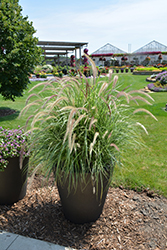 Sky Rocket Fountain Grass (Pennisetum setaceum 'Sky Rocket') at Lakeshore Garden Centres