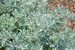 Quicksilver Dusty Miller (Artemisia stelleriana 'Quicksilver') at Stonegate Gardens