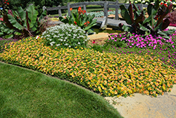 Supertunia Honey Petunia (Petunia 'Supertunia Honey') at Lakeshore Garden Centres