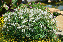 Senorita Blanca Spiderflower (Cleome 'INCLESBIMP') at Stonegate Gardens