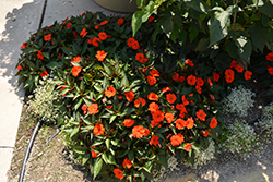 SunPatiens Compact Orange New Guinea Impatiens (Impatiens 'SakimP011') at Stonegate Gardens