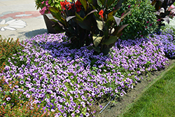 Supertunia Indigo Charm Petunia (Petunia 'Supertunia Indigo Charm') at Stonegate Gardens