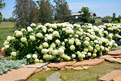 Incrediball Hydrangea (Hydrangea arborescens 'Abetwo') at Stonegate Gardens