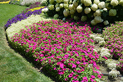 Supertunia Royal Magenta Petunia (Petunia 'Supertunia Royal Magenta') at Lakeshore Garden Centres