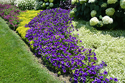 Supertunia Royal Velvet Petunia (Petunia 'Supertunia Royal Velvet') at Stonegate Gardens