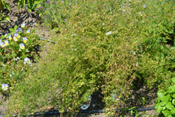 Slow Bolt Cilantro (Coriandrum sativum 'Slow Bolt') at Stonegate Gardens