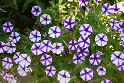 Supertunia Violet Star Charm Petunia (Petunia 'Supertunia Violet Star Charm') at Stonegate Gardens