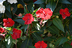 Infinity Red New Guinea Impatiens (Impatiens hawkeri 'Vinfsalbis') at Stonegate Gardens