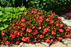 Surefire Red Begonia (Begonia 'Surefire Red') at Stonegate Gardens