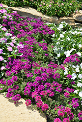 Superbena Royale Plum Wine Verbena (Verbena 'Superbena Royale Plum Wine') at Lakeshore Garden Centres