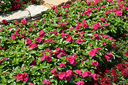 Cora Cascade Magenta Vinca (Catharanthus roseus 'Cora Cascade Magenta') at Stonegate Gardens