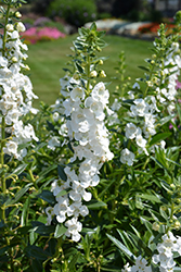 Angelface Super White Angelonia (Angelonia angustifolia 'Angelface Super White') at Stonegate Gardens