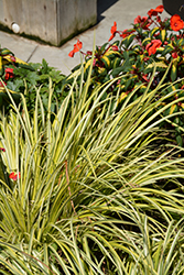 Grassy-Leaved Sweet Flag (Acorus gramineus 'Ogon') at Lakeshore Garden Centres
