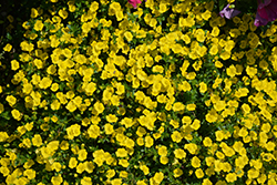 Gold Dust Mecardonia (Mecardonia 'Gold Dust') at Lakeshore Garden Centres