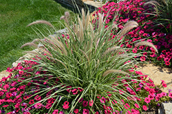 Sky Rocket Fountain Grass (Pennisetum setaceum 'Sky Rocket') at A Very Successful Garden Center