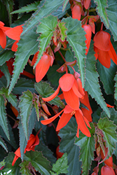 Santa Cruz Sunset Begonia (Begonia boliviensis 'Santa Cruz Sunset') at Stonegate Gardens