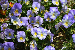 Anytime Quartz Pansiola (Viola x wittrockiana 'Anytime Quartz') at Stonegate Gardens