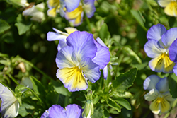 Anytime Iris Pansiola (Viola x wittrockiana 'Anytime Iris') at Stonegate Gardens