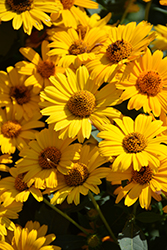 Tuscan Sun False Sunflower (Heliopsis helianthoides 'Tuscan Sun') at Stonegate Gardens
