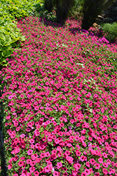 Supertunia Vista Fuchsia Petunia (Petunia 'Supertunia Vista Fuchsia') at Stonegate Gardens