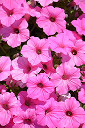 Supertunia Vista Bubblegum Petunia (Petunia 'Supertunia Vista Bubblegum') at Lakeshore Garden Centres