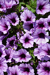 Supertunia Bordeaux Petunia (Petunia 'Supertunia Bordeaux') at Lakeshore Garden Centres