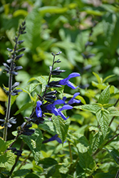 Black And Blue Anise Sage (Salvia guaranitica 'Black And Blue') at Stonegate Gardens