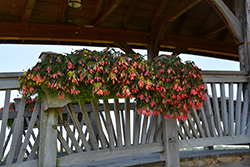 San Francisco Begonia (Begonia boliviensis 'San Francisco') at Stonegate Gardens
