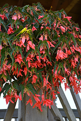 San Francisco Begonia (Begonia boliviensis 'San Francisco') at Lakeshore Garden Centres