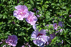 Lavender Chiffon Rose Of Sharon (Hibiscus syriacus 'Notwoodone') at Lakeshore Garden Centres