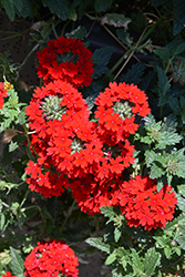 Superbena Royale Red Verbena (Verbena 'AKIV5-4') at Stonegate Gardens