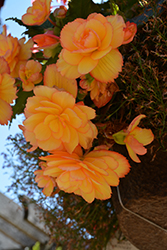Illumination Golden Picotee Begonia (Begonia 'Illumination Golden Picotee') at Stonegate Gardens
