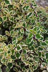Candy Kisses Wild Sage (Hemizygia 'Candy Kisses') at Lakeshore Garden Centres