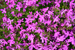 Hot Purple Star Lobelia (Lobelia 'Hot Purple Star') at Stonegate Gardens
