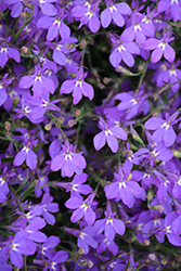 Hot Dark Lavender Lobelia (Lobelia 'Hot Dark Lavender') at A Very Successful Garden Center