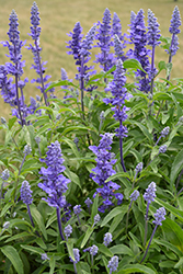 Victoria Blue Salvia (Salvia farinacea 'Victoria Blue') at Stonegate Gardens