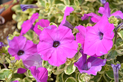 Glamouflage Grape Petunia (Petunia 'Glamouflage Grape') at Lakeshore Garden Centres
