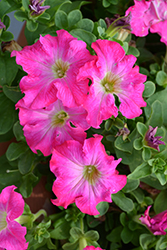 Panache Tickled Pink Petunia (Petunia 'Panache Tickled Pink') at Lakeshore Garden Centres