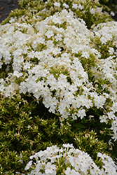 Early Start White Garden Phlox (Phlox paniculata 'Early Start White') at Stonegate Gardens