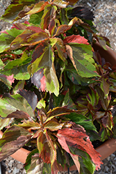 Tiki Jungle Cloak Copper Plant (Acalypha wilkesiana 'Jungle Cloak') at Stonegate Gardens