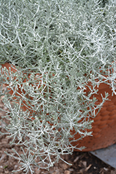 Silver Tumbleweed Cushion Bush (Calocephalus 'Silver Tumbleweed') at Stonegate Gardens