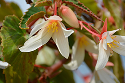 Bossa Nova Pure White Begonia (Begonia boliviensis 'Bossa Nova Pure White') at Lakeshore Garden Centres