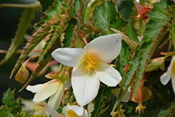Santa Barbara Begonia (Begonia boliviensis 'Santa Barbara') at Stonegate Gardens