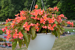 Waterfall Angel Soft Orange Begonia (Begonia boliviensis 'Angel Soft Orange') at Lakeshore Garden Centres
