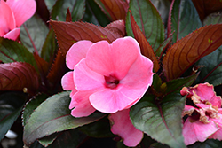 Pure Beauty Light Pink New Guinea Impatiens (Impatiens 'Pure Beauty Light Pink') at Stonegate Gardens